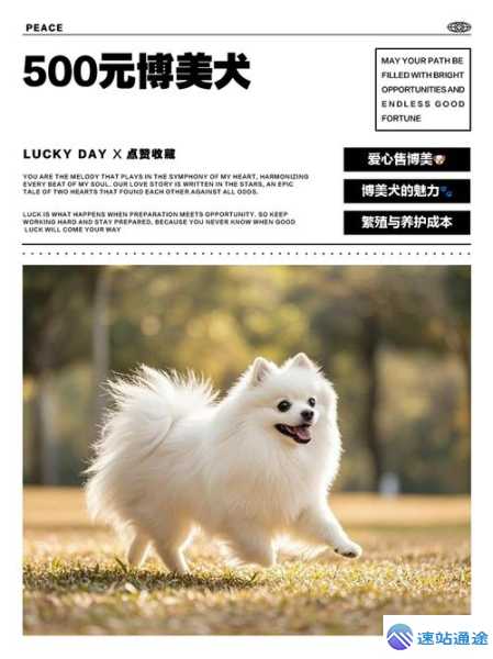 500元内超萌宠物狗等你来挑