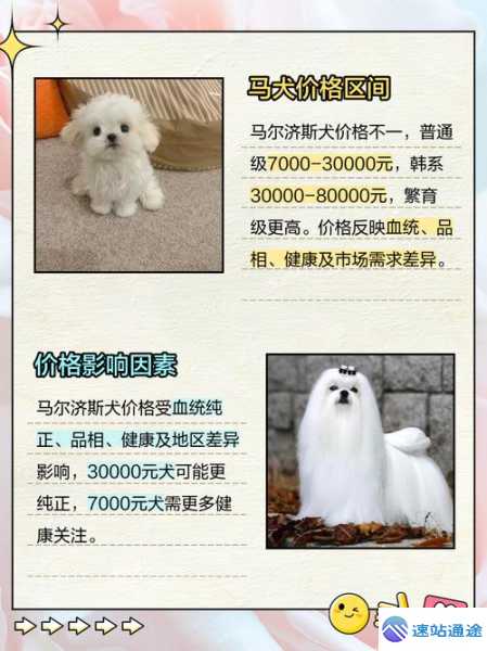 狗狗马尔济斯价格大揭秘一只多少钱